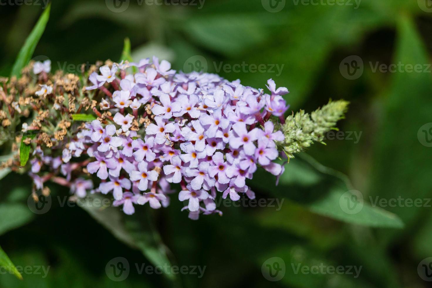 buddleja davidii il cespuglio di farfalle foto