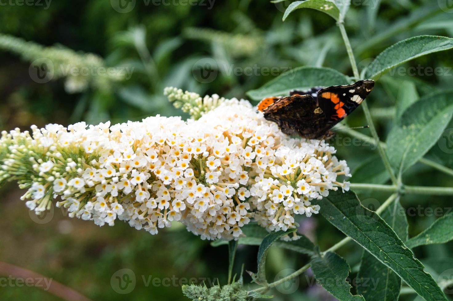 buddleja davidii il cespuglio di farfalle foto