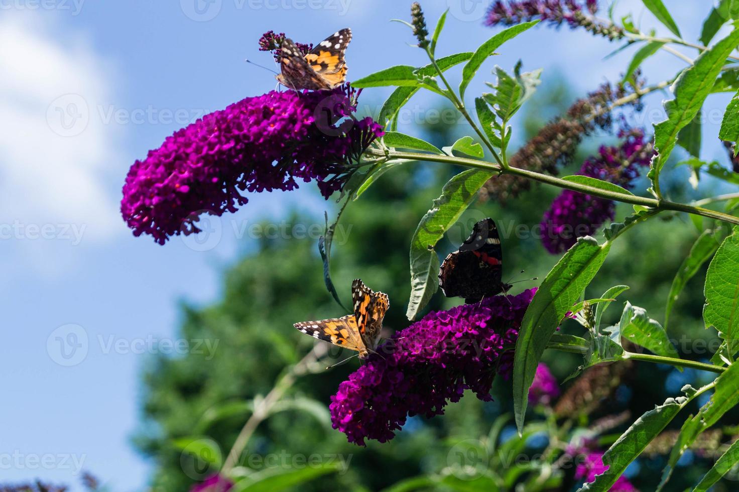 buddleja davidii il cespuglio di farfalle foto