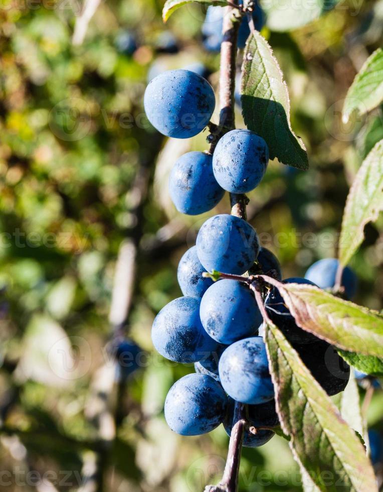 frutti del prugnolo foto