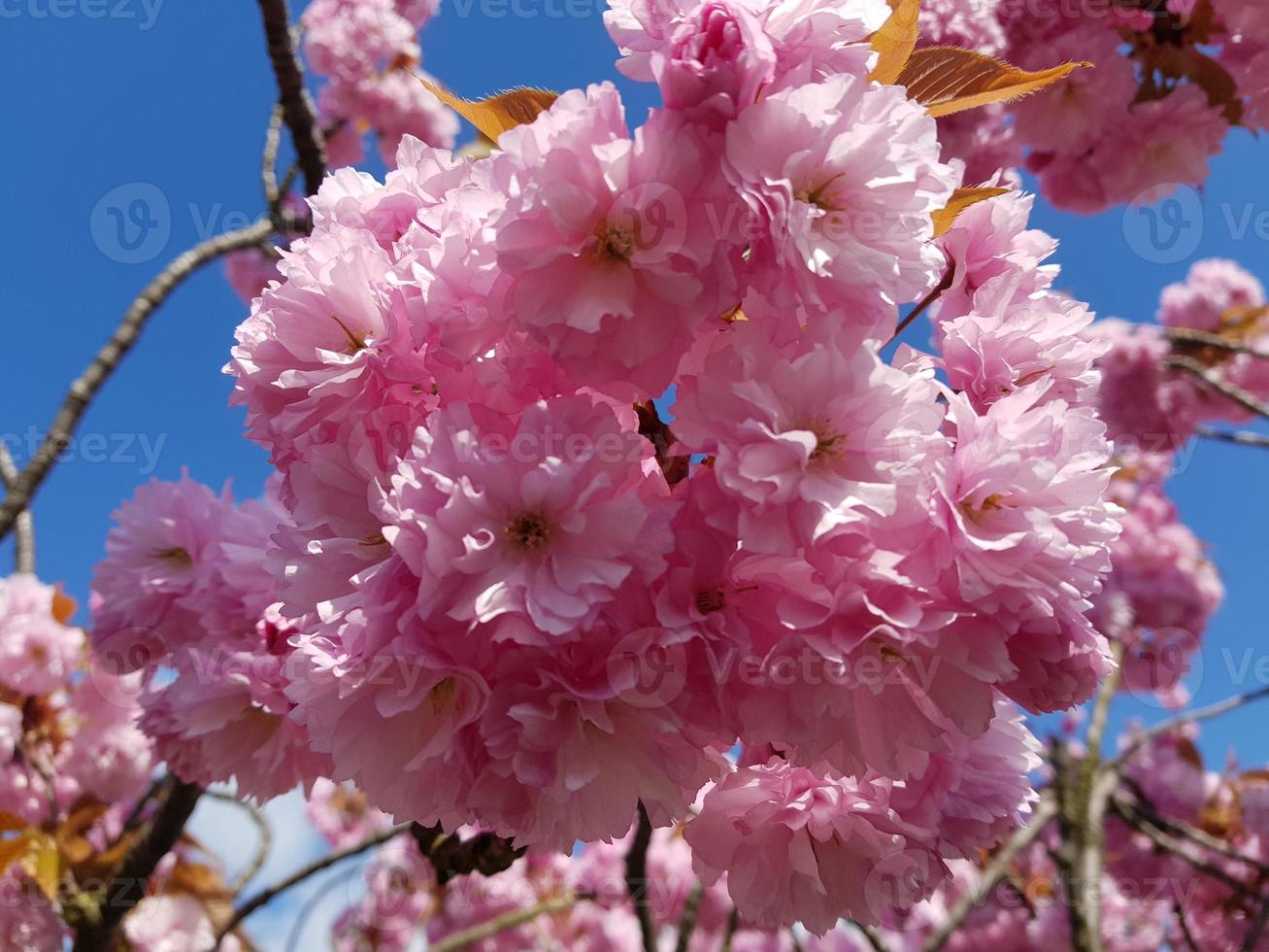 alberi da frutto in fiore nel vecchio paese vicino ad Amburgo, Germania foto