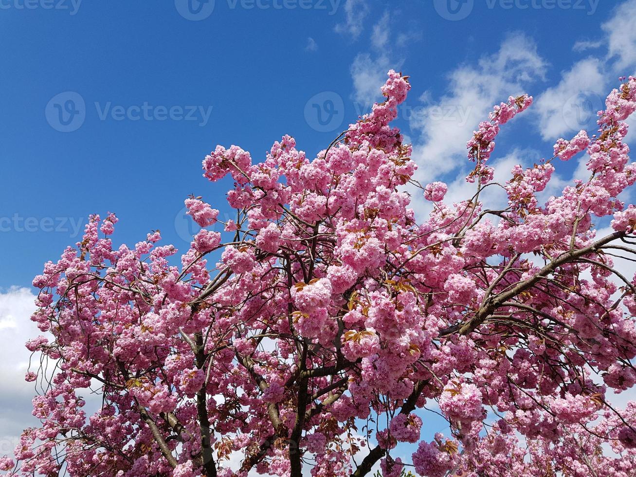 alberi da frutto in fiore nel vecchio paese vicino ad Amburgo, Germania foto