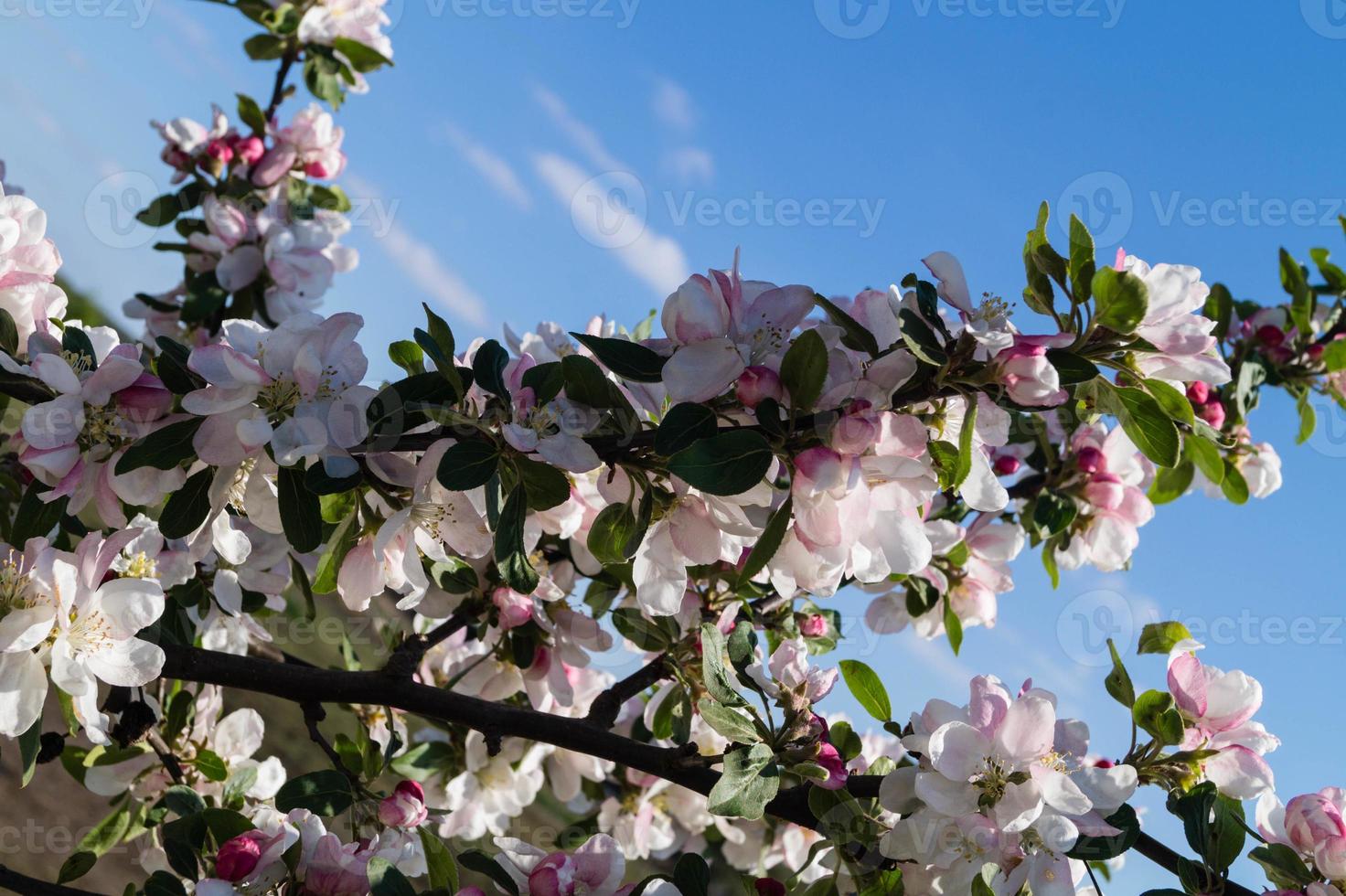 alberi da frutto in fiore nel vecchio paese vicino ad Amburgo, Germania foto