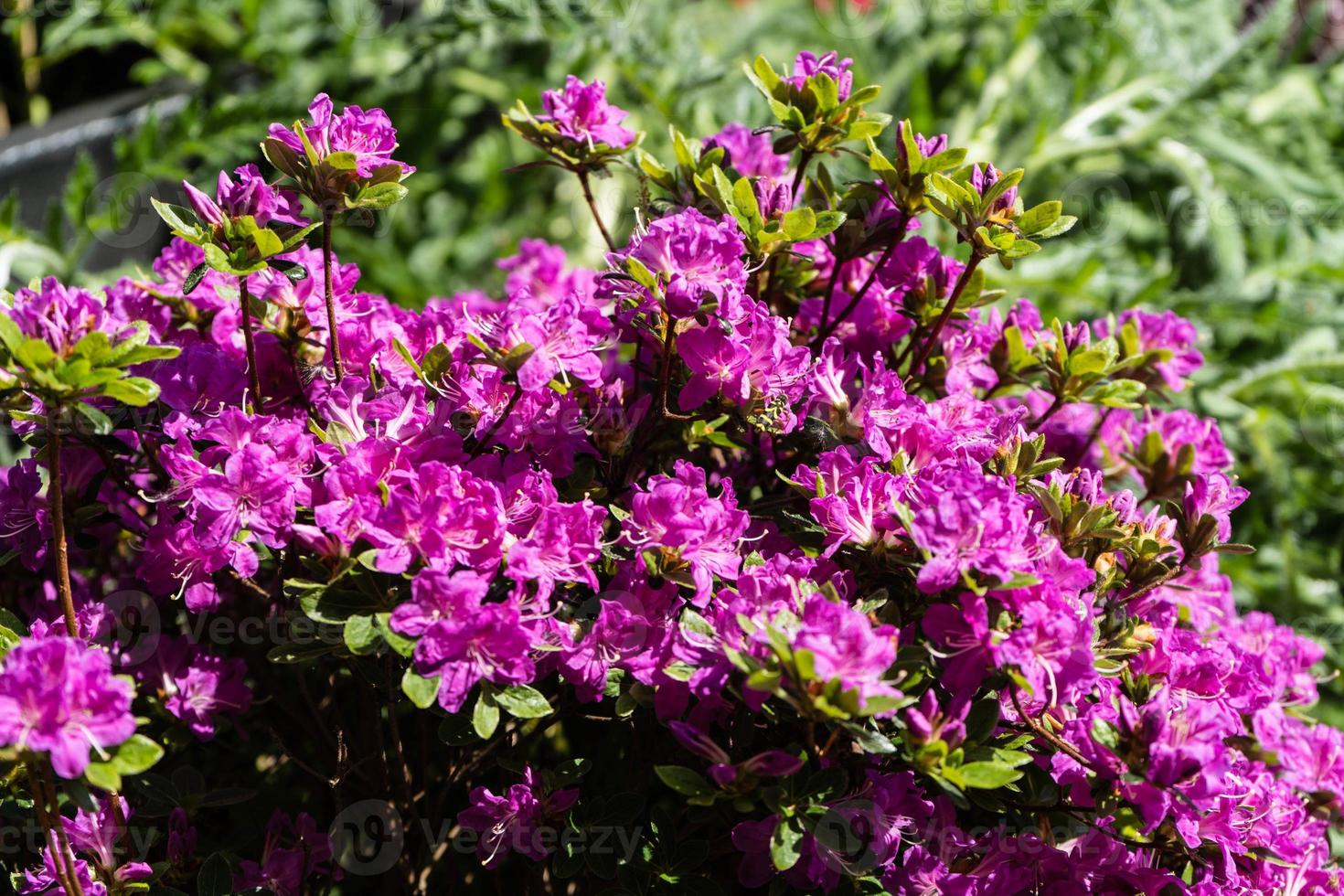 rododendro azalea in fiore in primavera foto