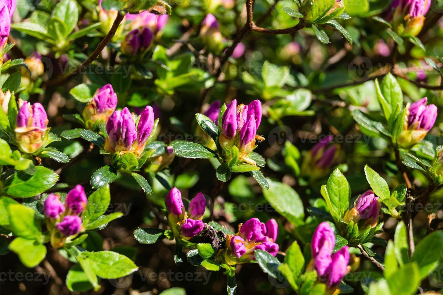 rododendro azalea in fiore in primavera foto