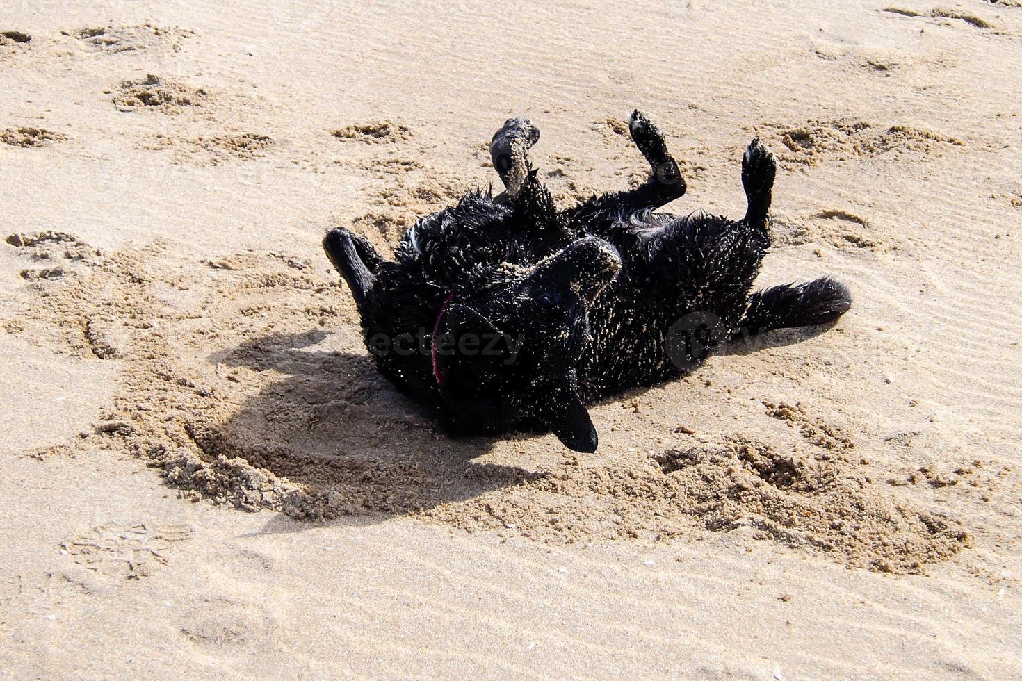 il labrador retriever nero sta giocando sulla spiaggia di blavand danimarca foto