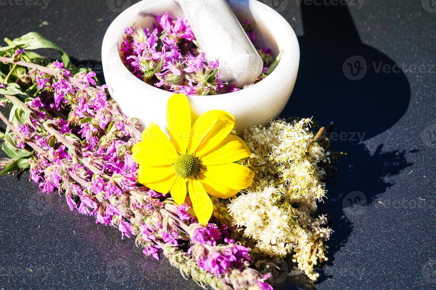 Loosestrife - lythrum salicaria foto