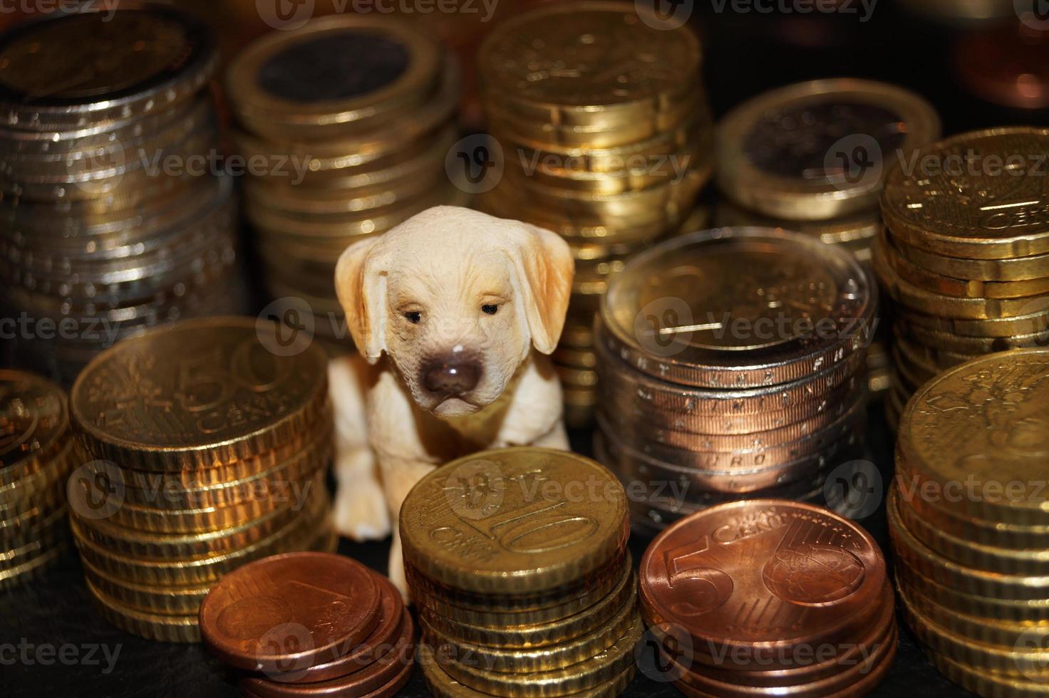 quali sono i costi di un animale domestico foto