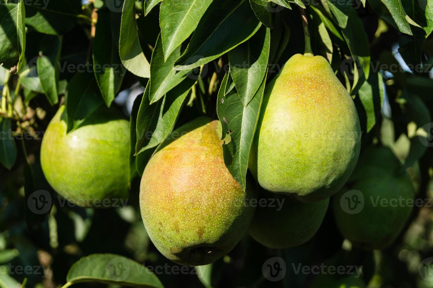 piantagione di pere nella vecchia terra di Amburgo foto