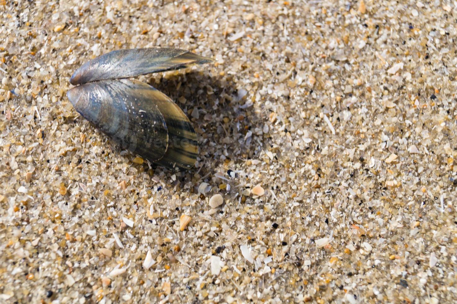 sulla spiaggia di blavand ho danimarca foto