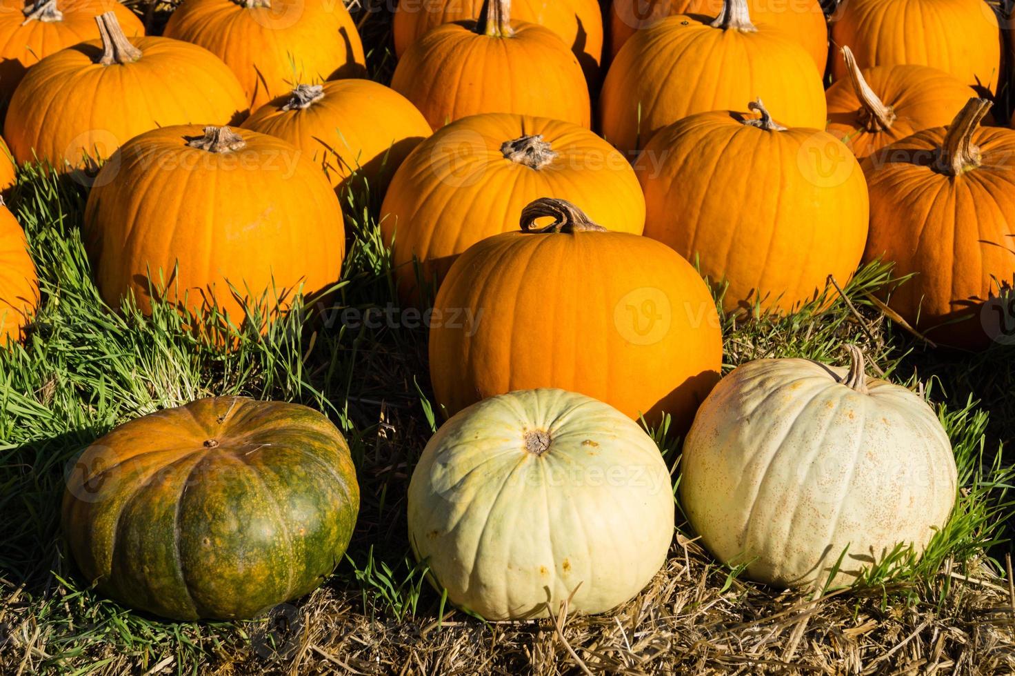 zucche in un mercato contadino foto