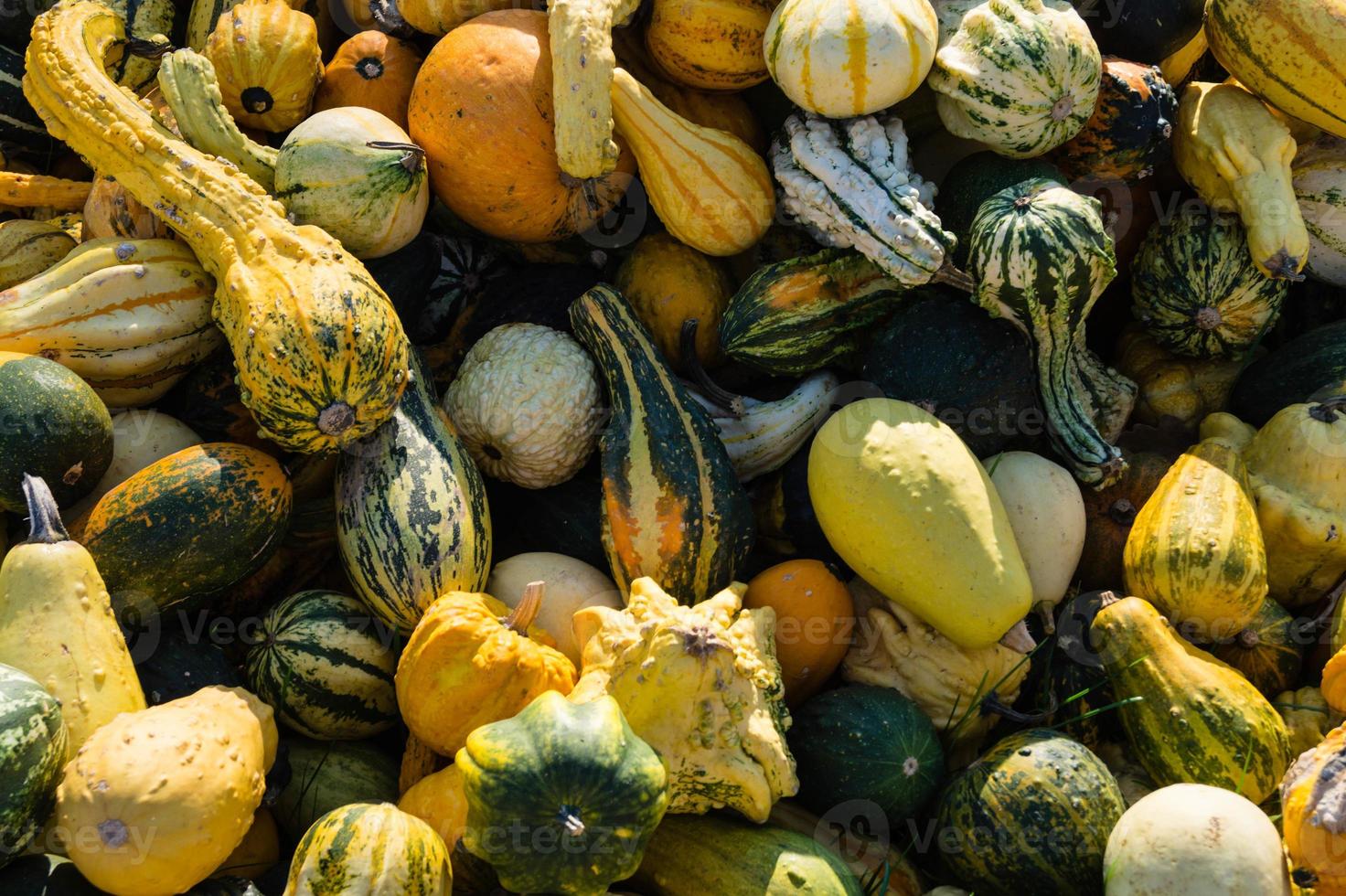 zucche in un mercato contadino foto