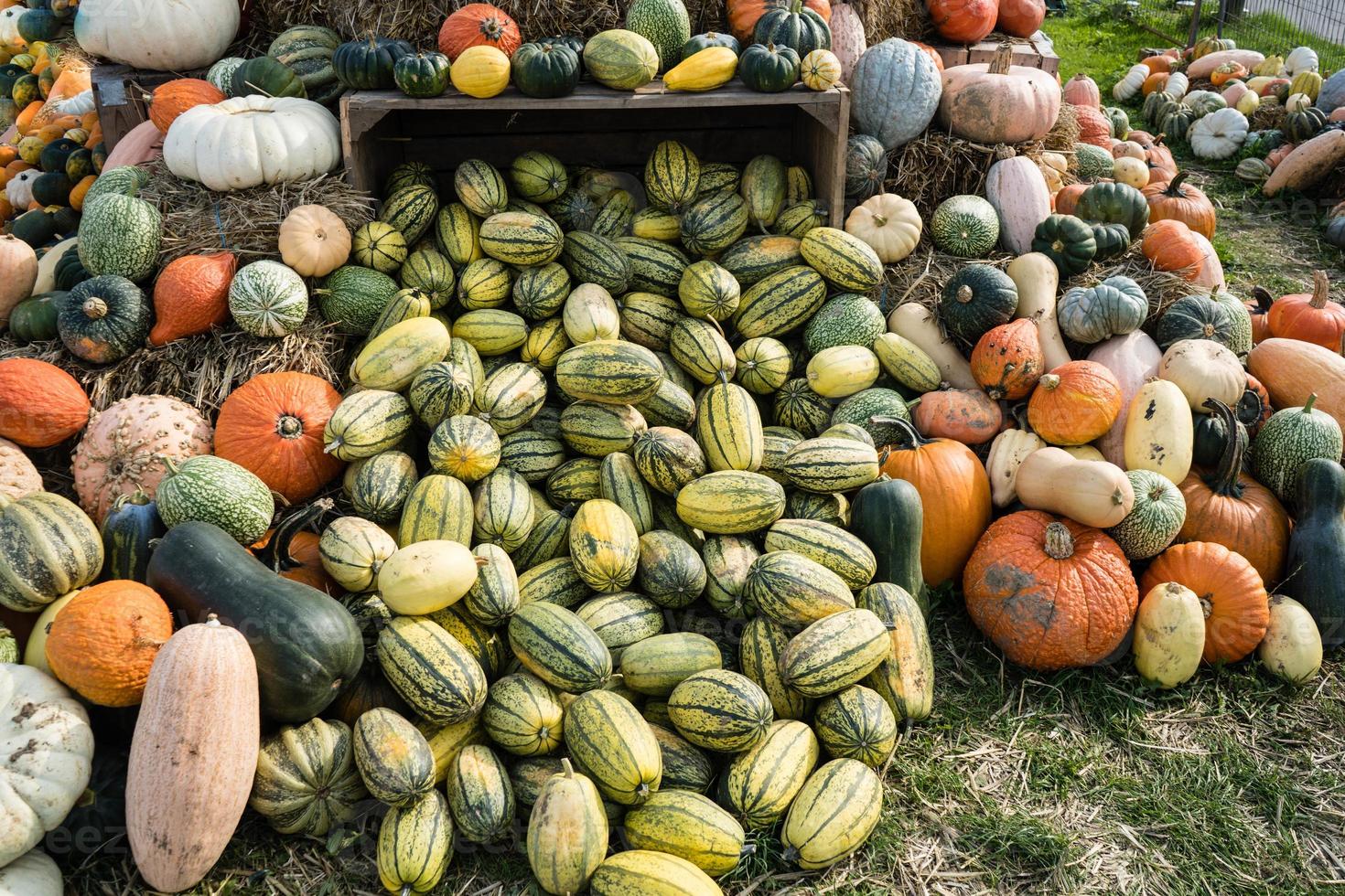 zucche in un mercato contadino foto