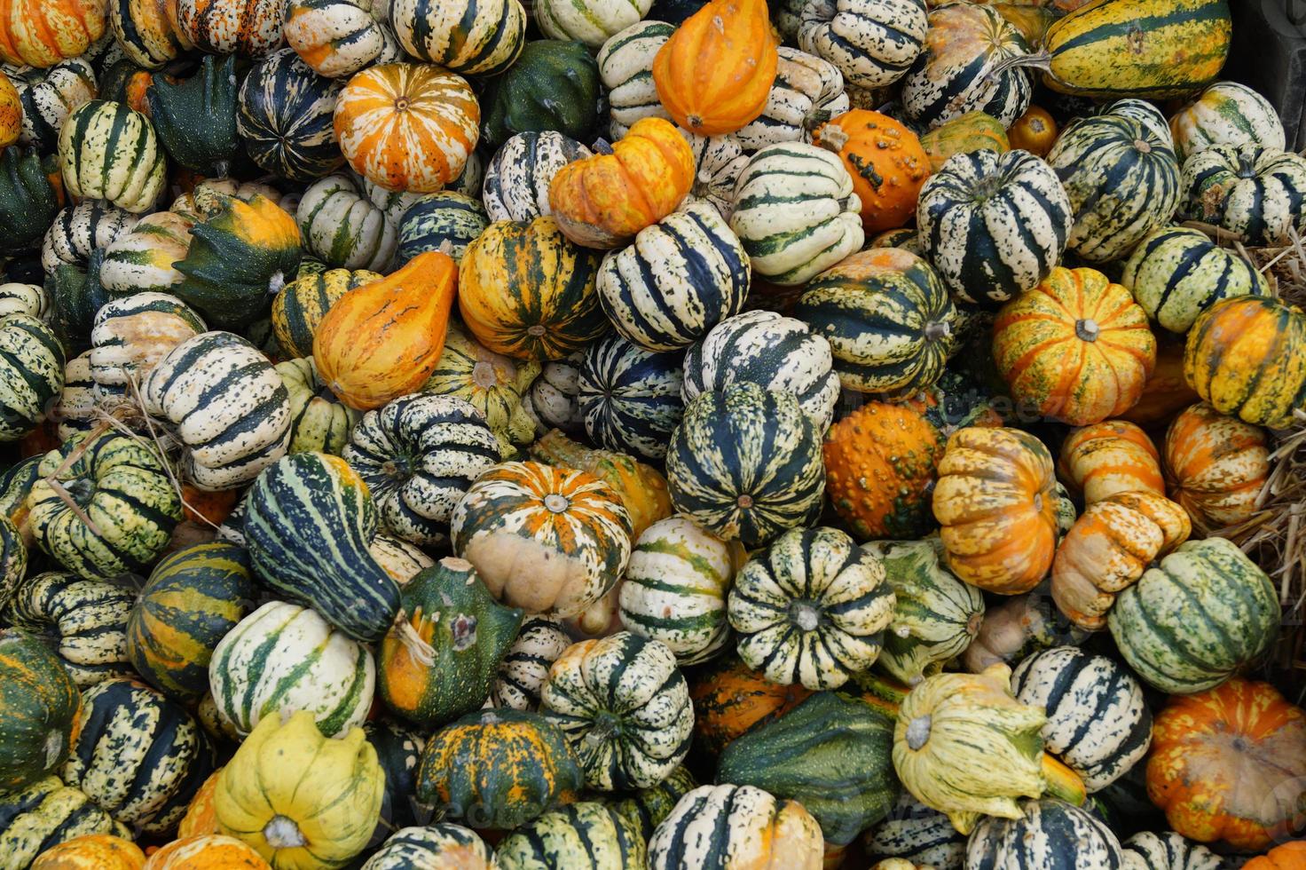 zucche su un mercato degli agricoltori foto