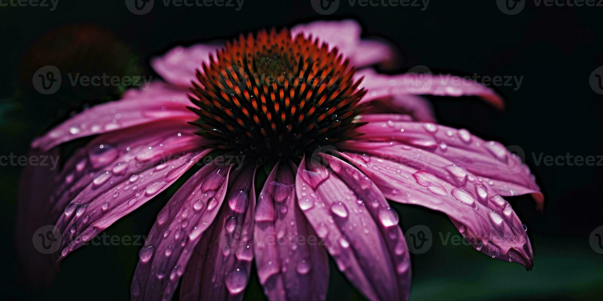 ehnacea fiori su un' buio sfondo con rugiada gocce. generativo ai foto