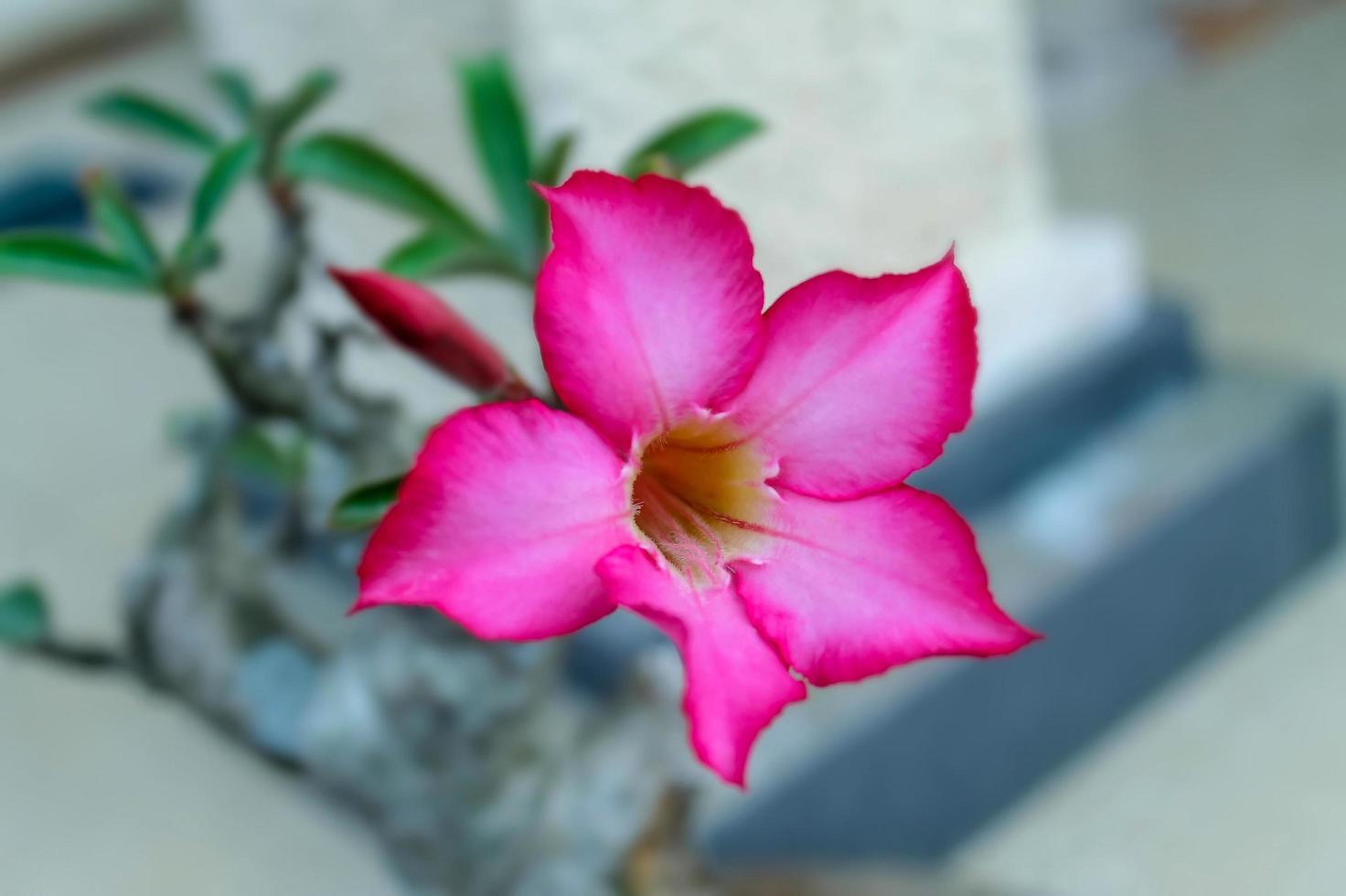 primo piano del fiore di adenium in un bel colore rosso foto