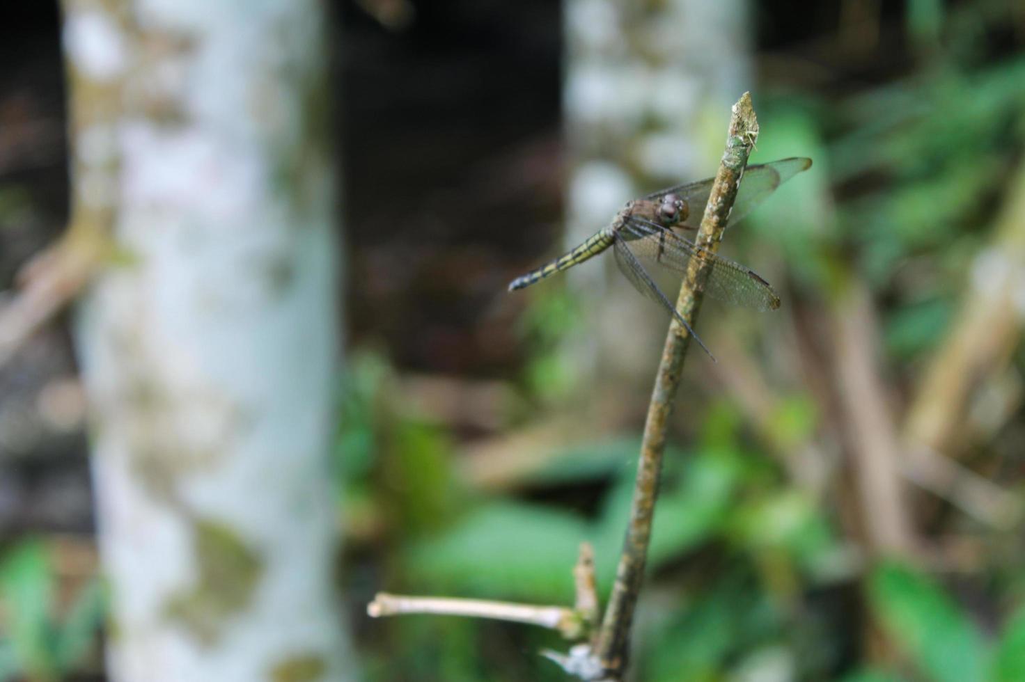 primo piano di una libellula appollaiata su un ramo di bambù foto