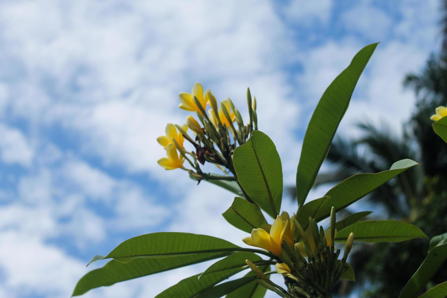 primo piano di fiori gialli di frangipani foto