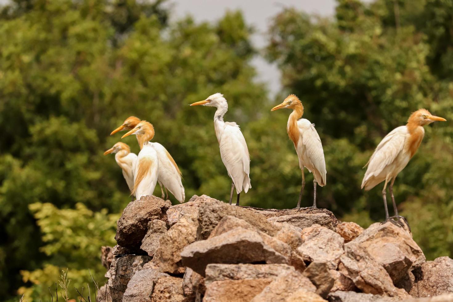 uccelli seduti sulle rocce, gruppo di uccelli foto