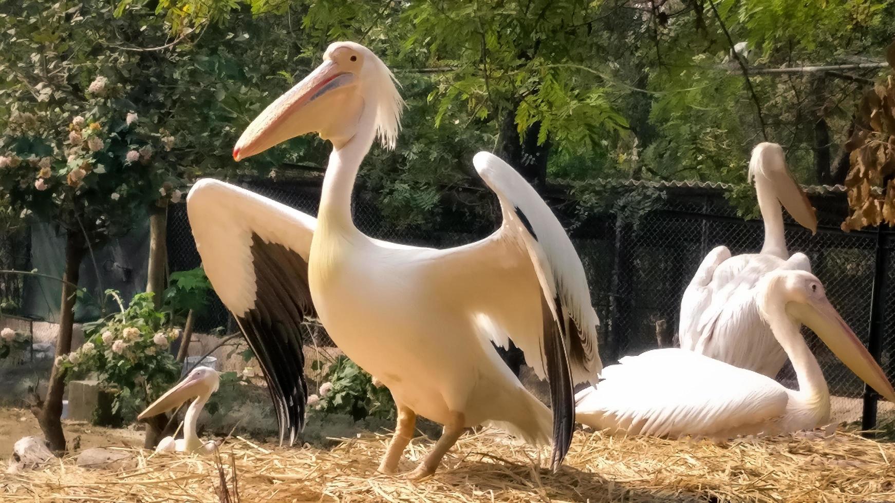 foto di uccelli allo zoo, ali di uccelli aperte