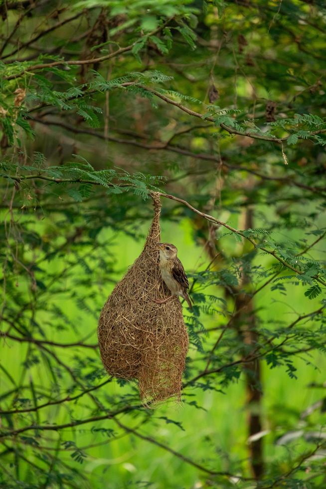 uccello seduto sul nido, sull'albero, sullo sfondo della natura foto