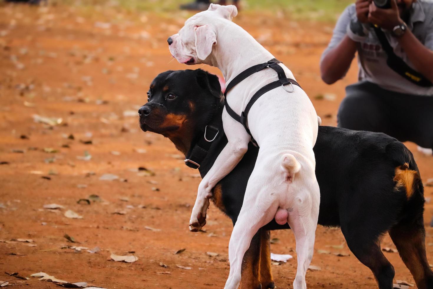 due cani stanno giocando nel parco, cane al parco dei cani, amante degli animali domestici foto