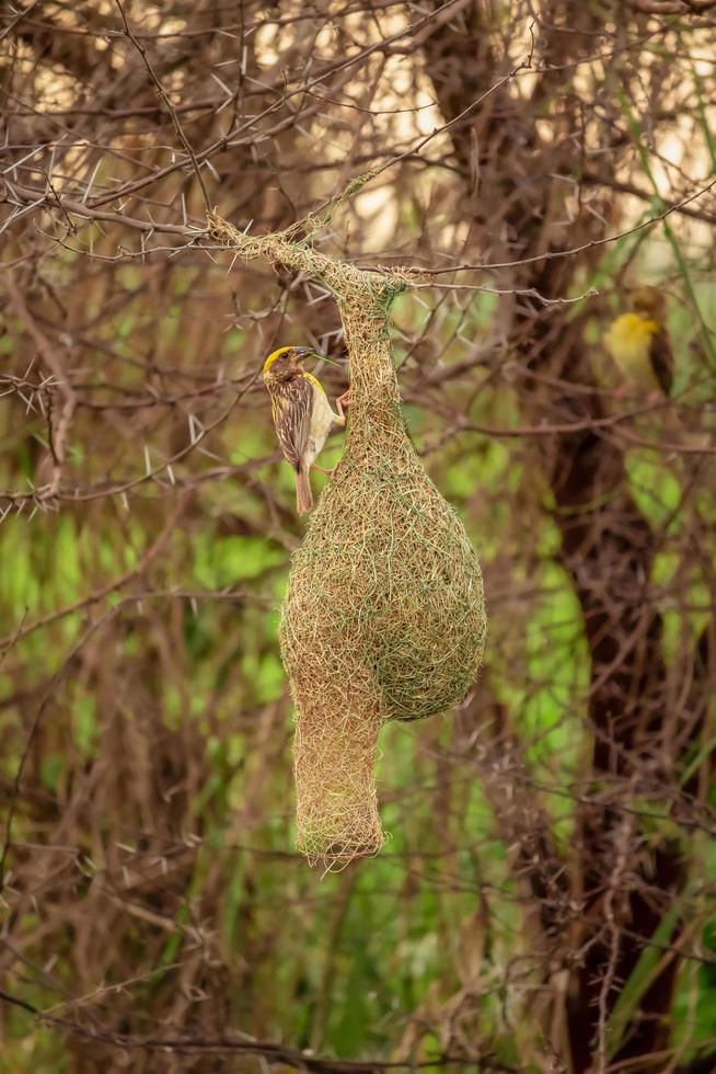 uccello tessitore seduto sul nido, sullo sfondo della natura foto