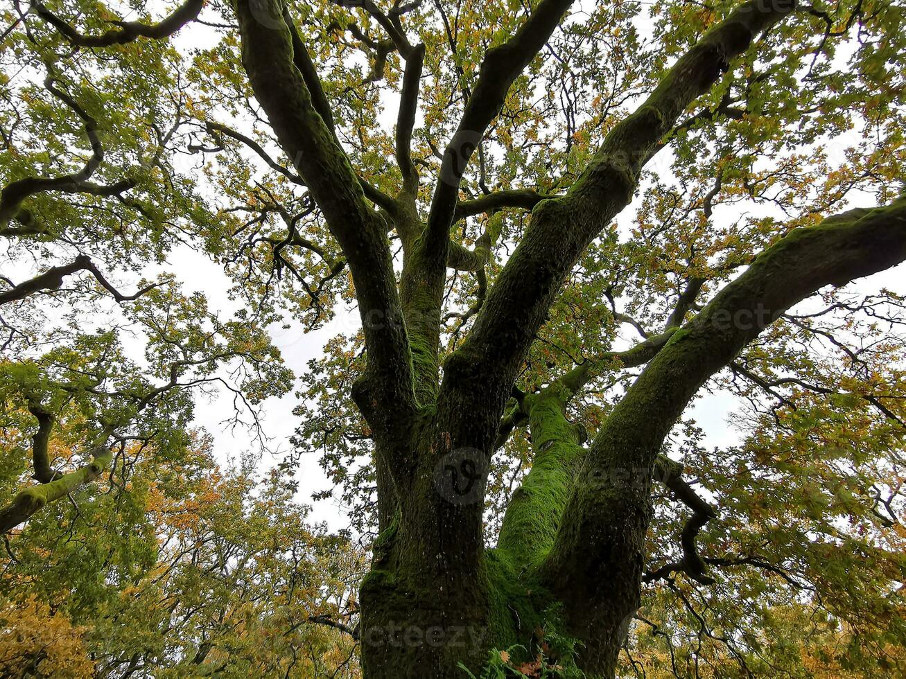 il naturale bellezza di autunno colori e caduta le foglie foto