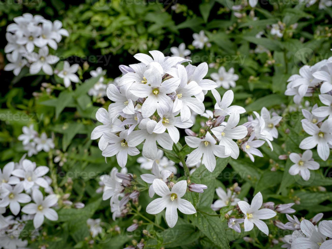 graziosi fiori di campanula lattiginosa campanula lactiflora alba foto