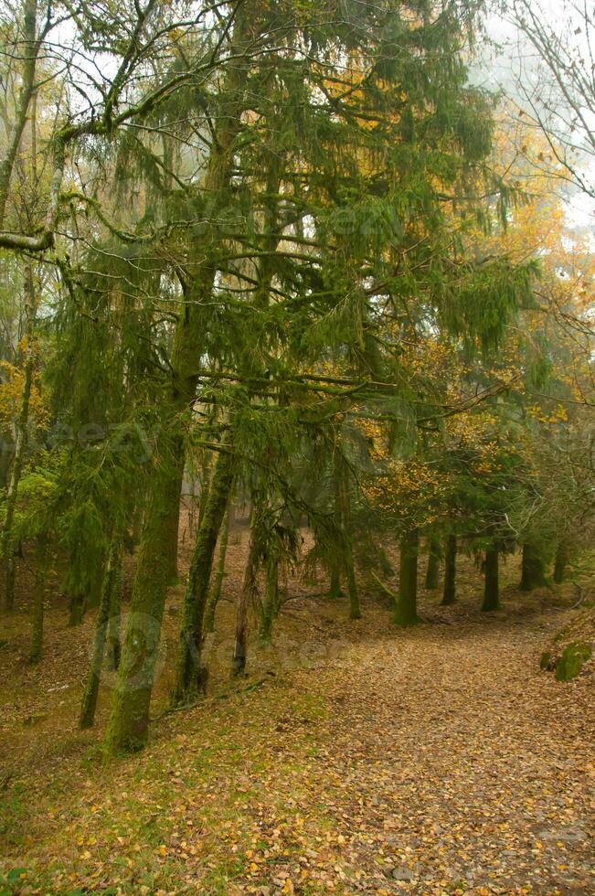 il naturale bellezza di autunno colori e caduta le foglie foto