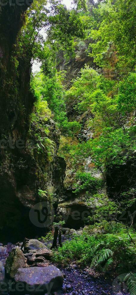 los tilos foresta su il isola di la palma, un' posto di indescrivibile bellezza foto