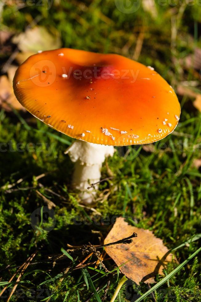 funghi dal terreno di una foresta foto