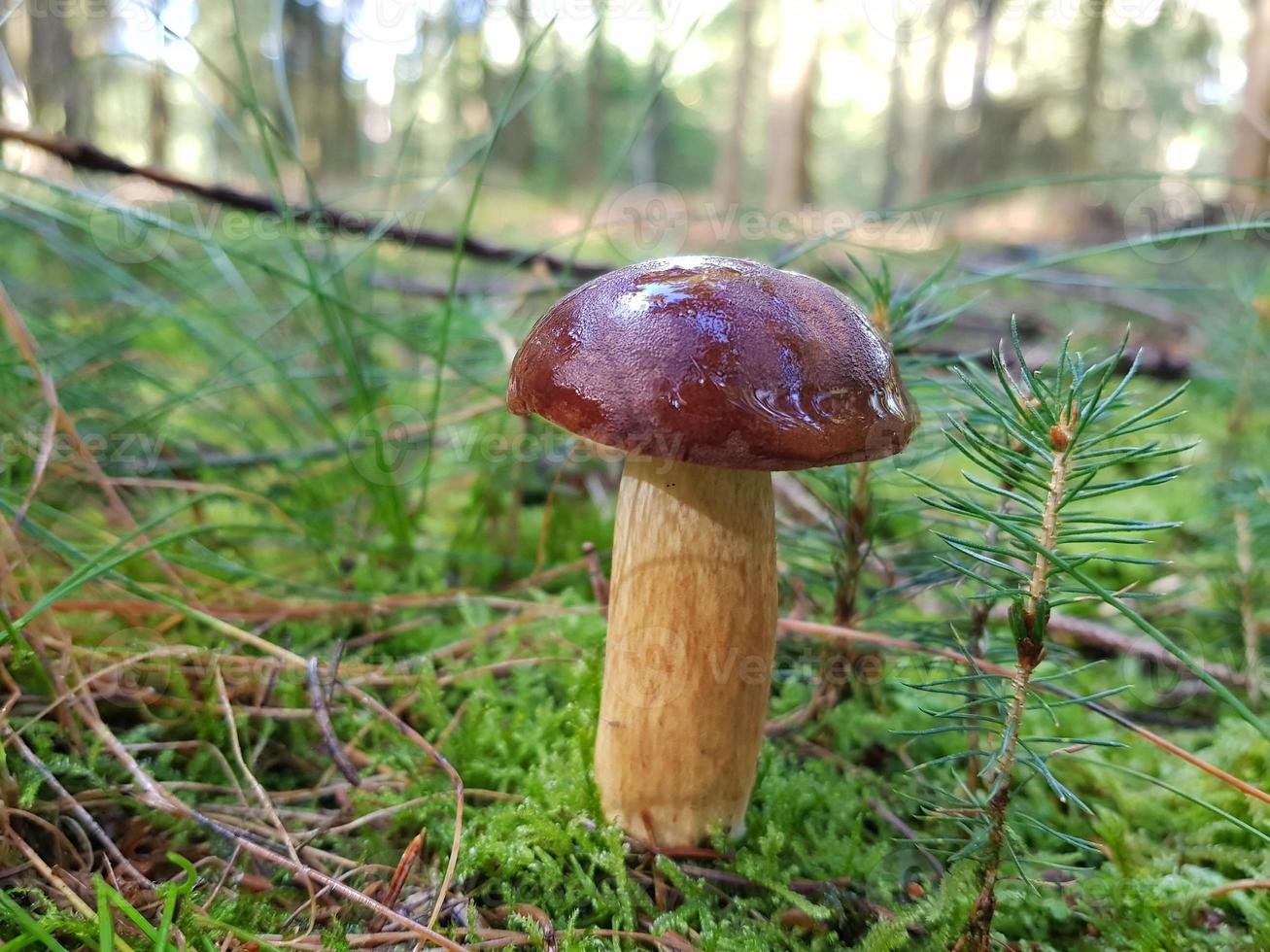 funghi dal terreno di una foresta foto