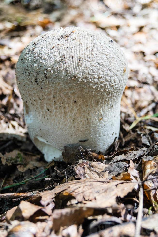 funghi dal terreno di una foresta foto