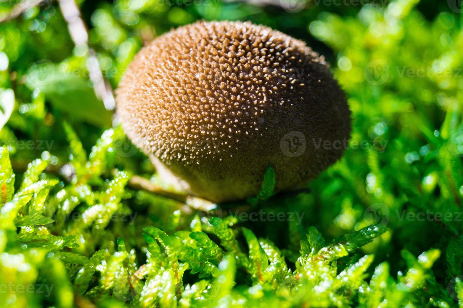 funghi dal terreno di una foresta foto