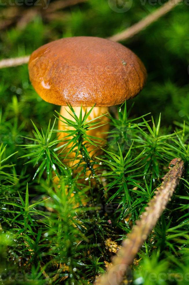 funghi dal terreno di una foresta foto