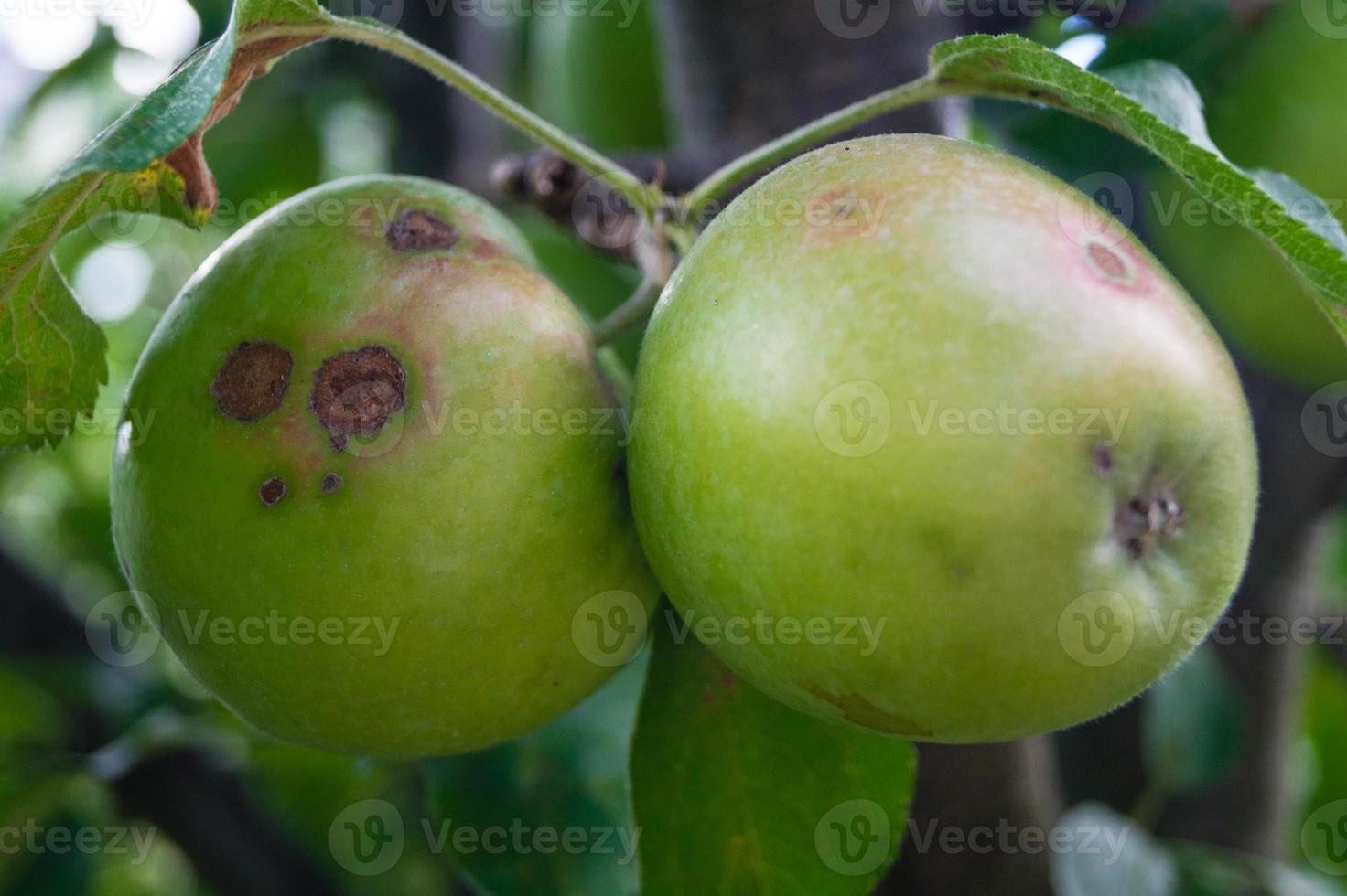 mele con la ticchiolatura foto