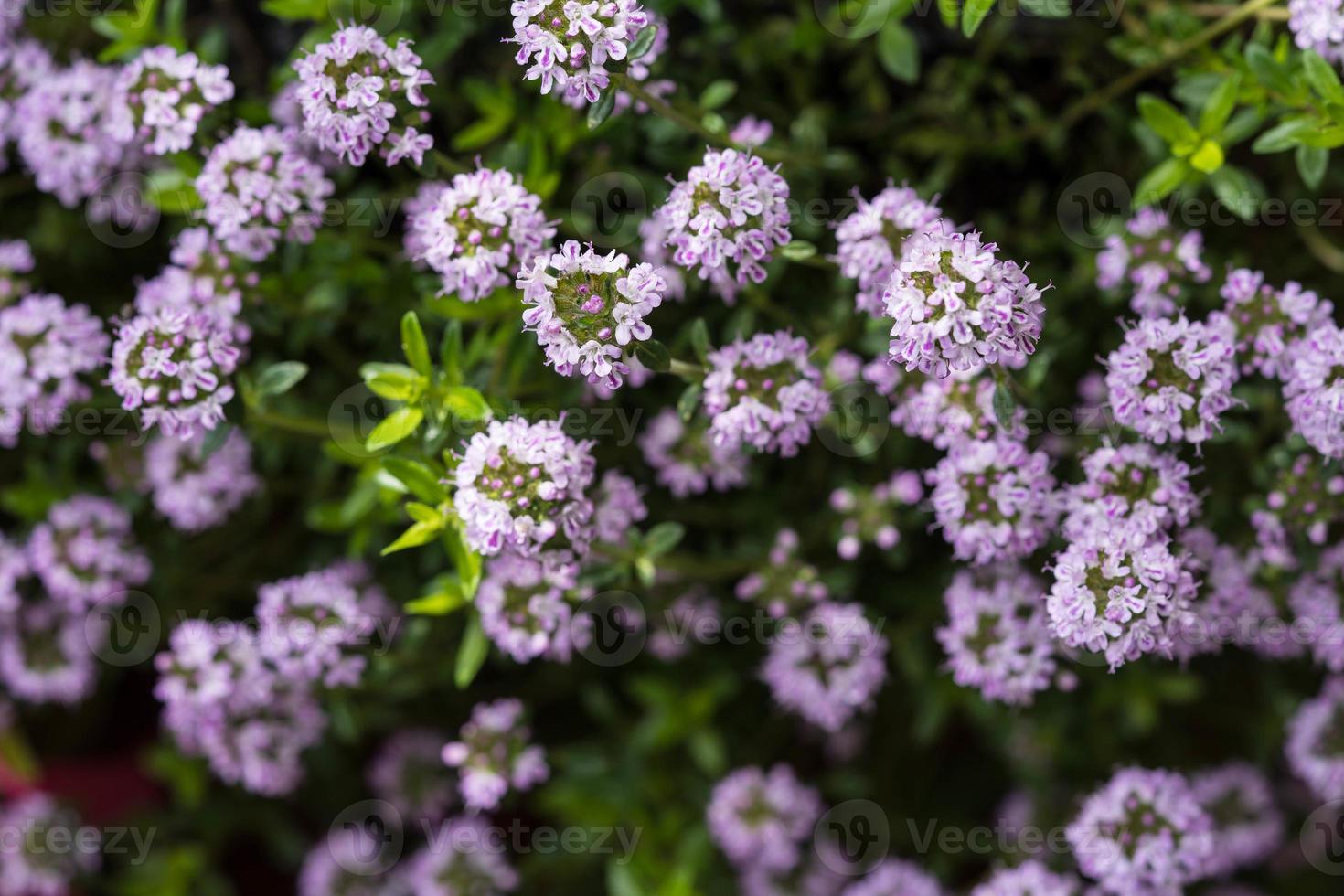 salato satureja hortensis deliziose erbe da cucina foto