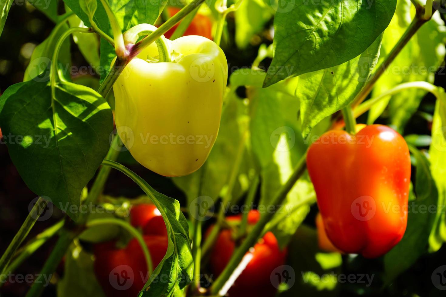 peperoncino rosso verdura piccante foto