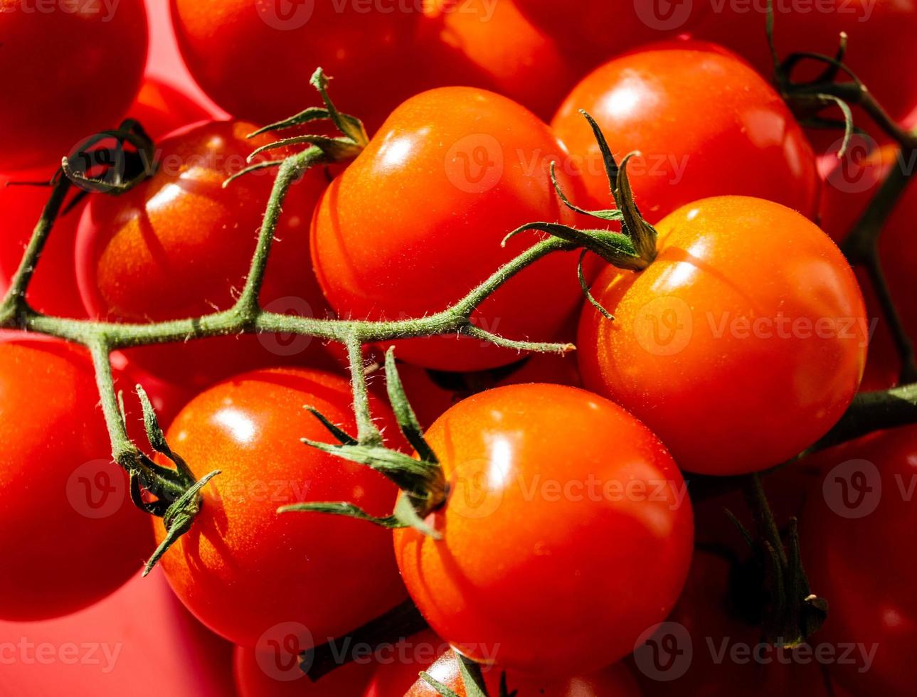 pomodori tondi rossi solanum lycopersicum foto