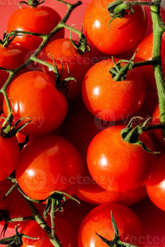 pomodori tondi rossi solanum lycopersicum foto