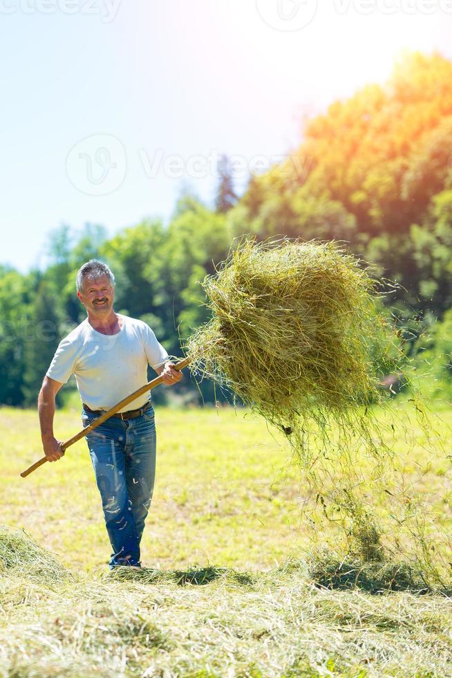 l'agricoltore gira il fieno con una forchetta foto