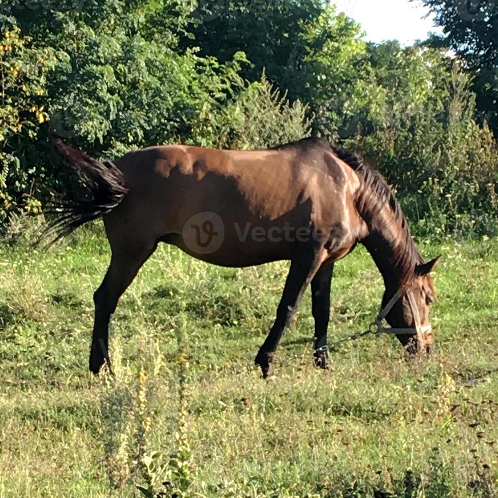 bellissimo stallone selvaggio cavallo marrone sul prato fiorito estivo foto