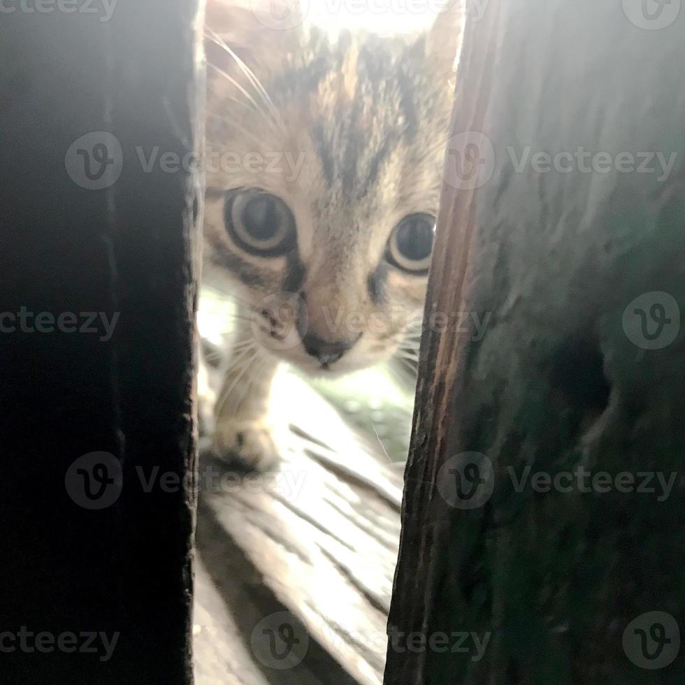 divertente simpatico gattino a pelo corto a strisce, bellissimo gatto seduto di sorridere foto