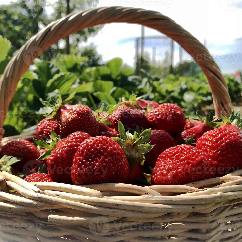 la foto mostra una fragola rossa a bacca intera matura