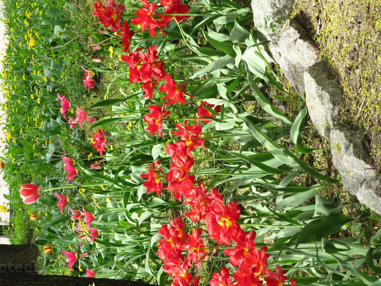 tulipano fiore rosso in fiore con foglie verdi, natura vivente foto