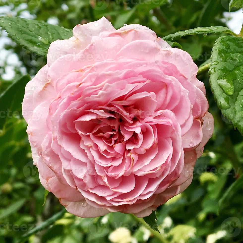 fiore in fiore rosa con foglie verdi foto