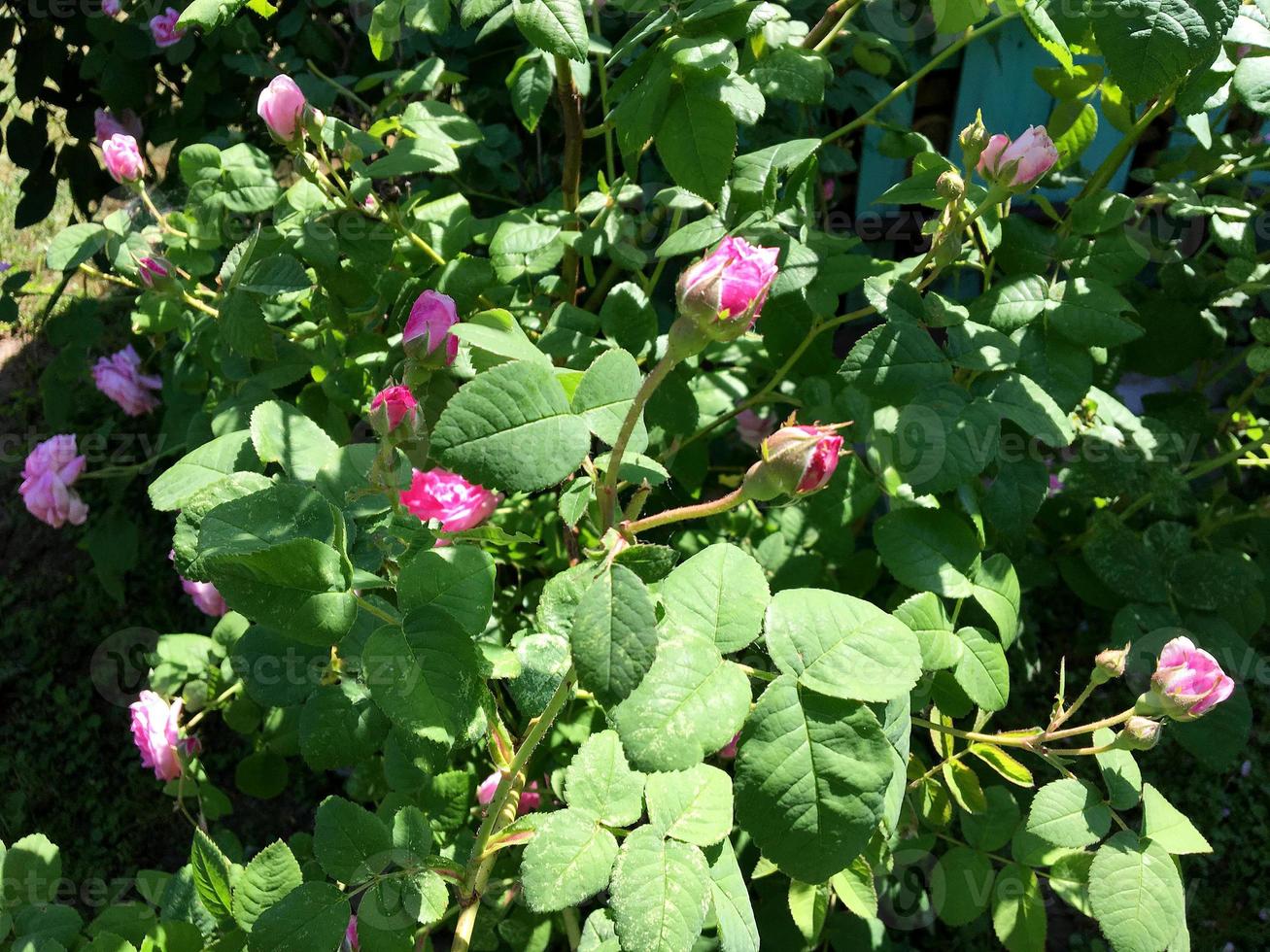 la foto colorata mostra una rosa in fiore