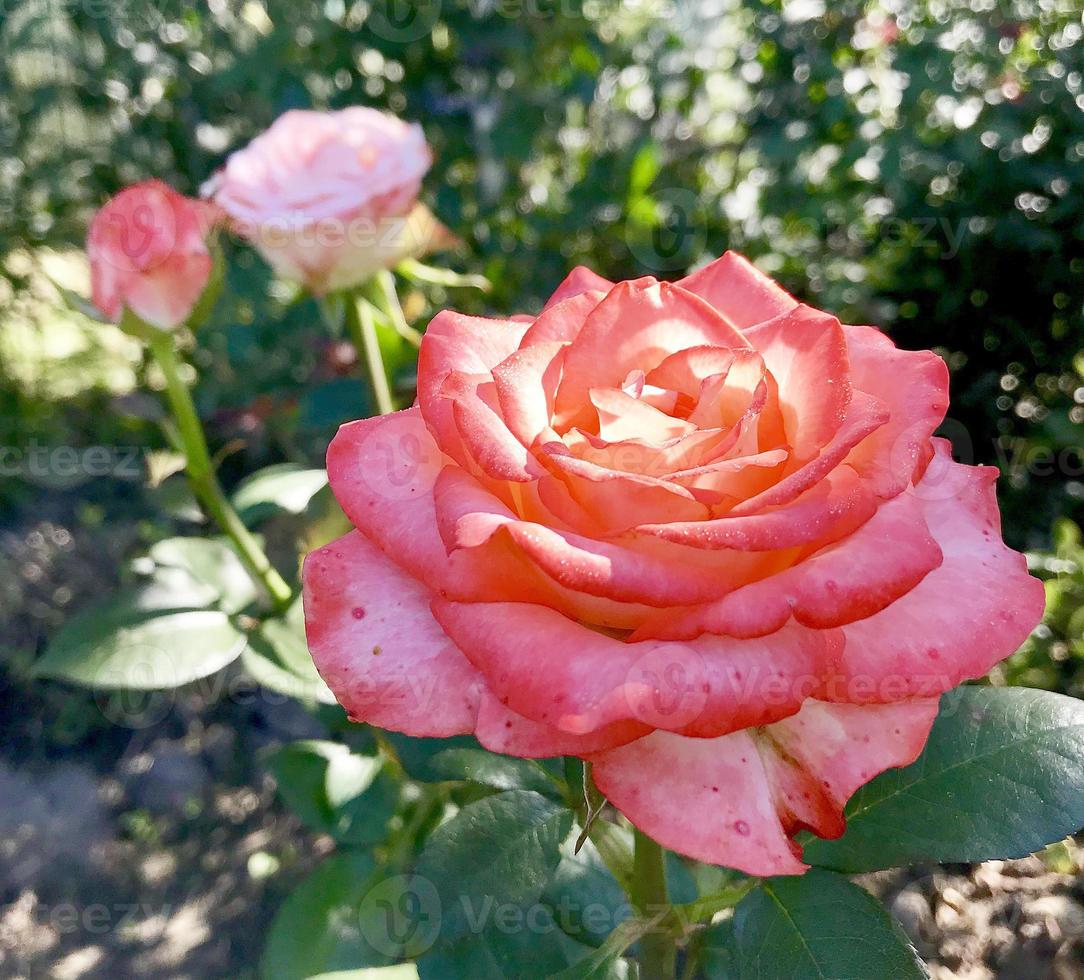 fiore in fiore rosa con foglie verdi foto