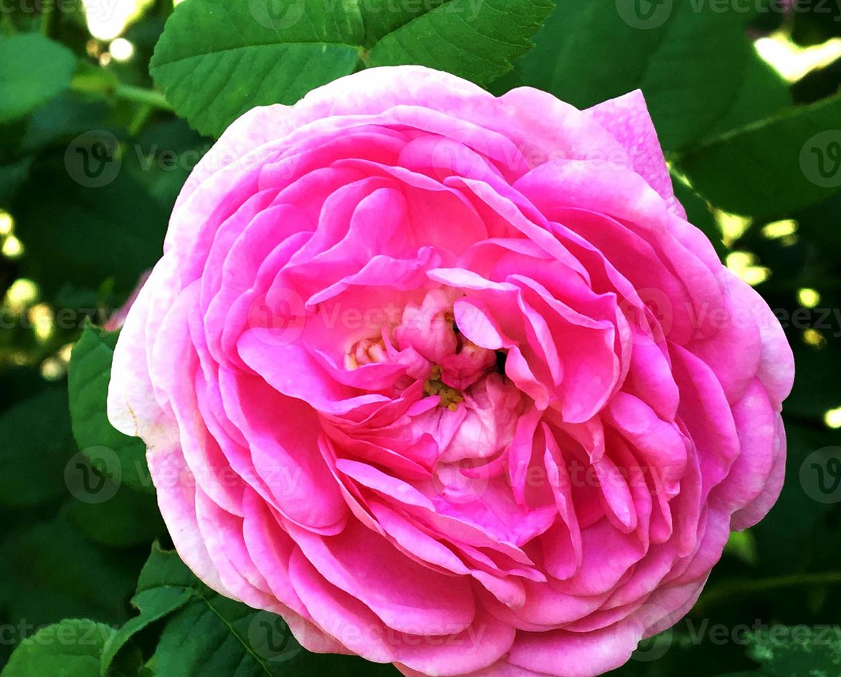 la foto colorata mostra una rosa in fiore